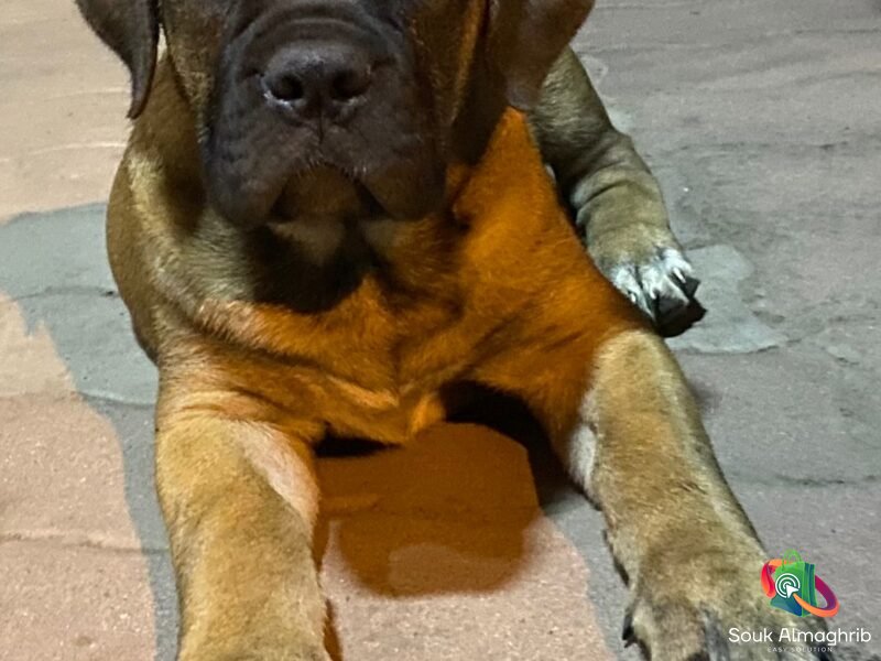 Cane Corso à Vendre - Annonce au Maroc سوق المغرب