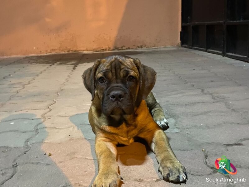 Cane Corso à Vendre - Annonce au Maroc سوق المغرب