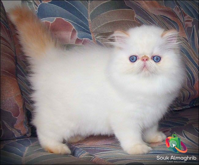 Persan chaton - Annonce au Maroc سوق المغرب