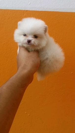 Spitz nain - Petites annonces animaux au Maroc