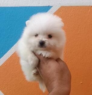 Spitz nain - Petites annonces animaux au Maroc
