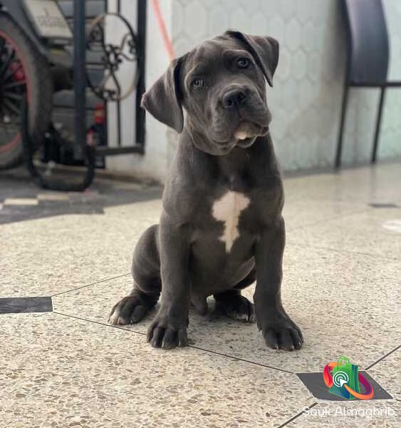 Cane corso