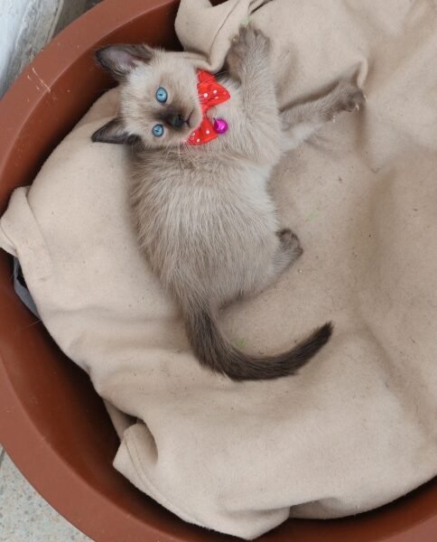 Balinais chaton