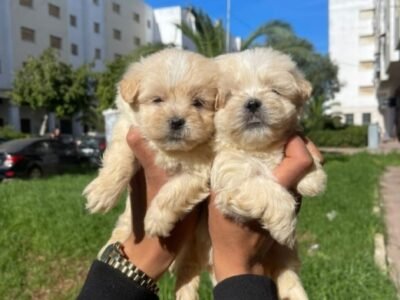 Bichon havanais