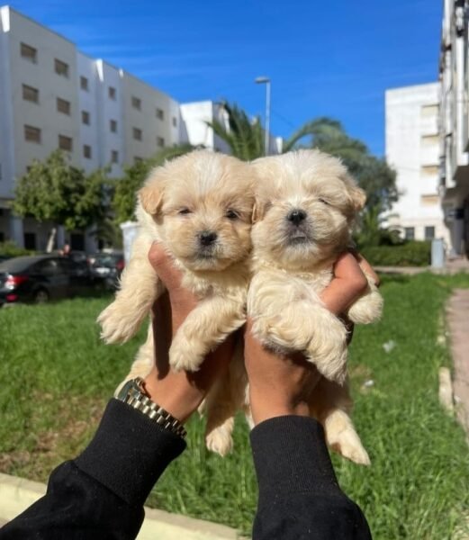 Bichon havanais