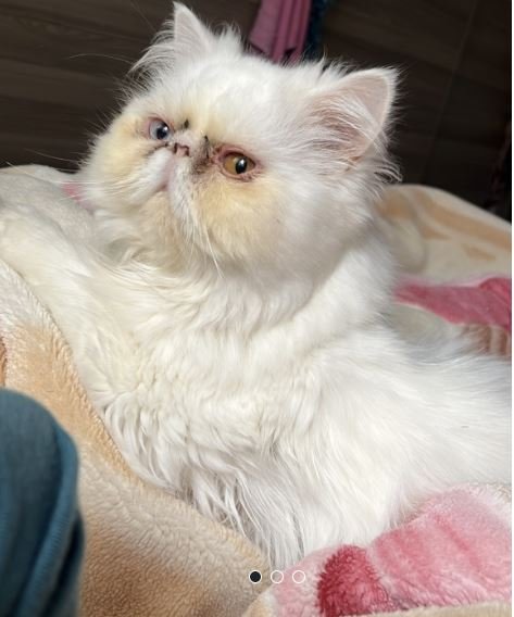 Vente chat persan