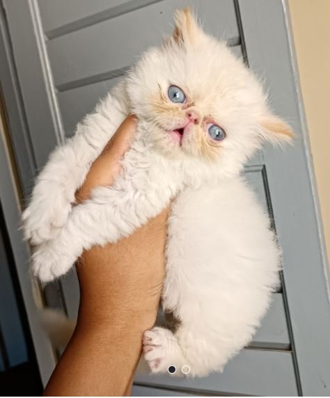Persan chaton blanc