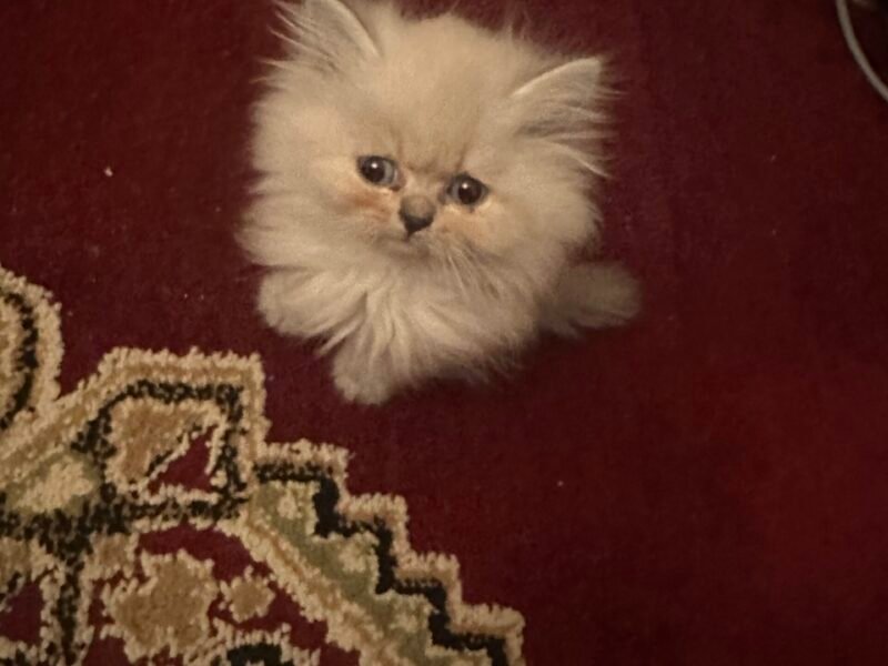 Chaton persan 2 mois