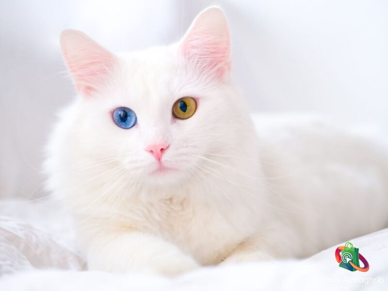 Un très joli chat angora - Annonce Animaux Maroc