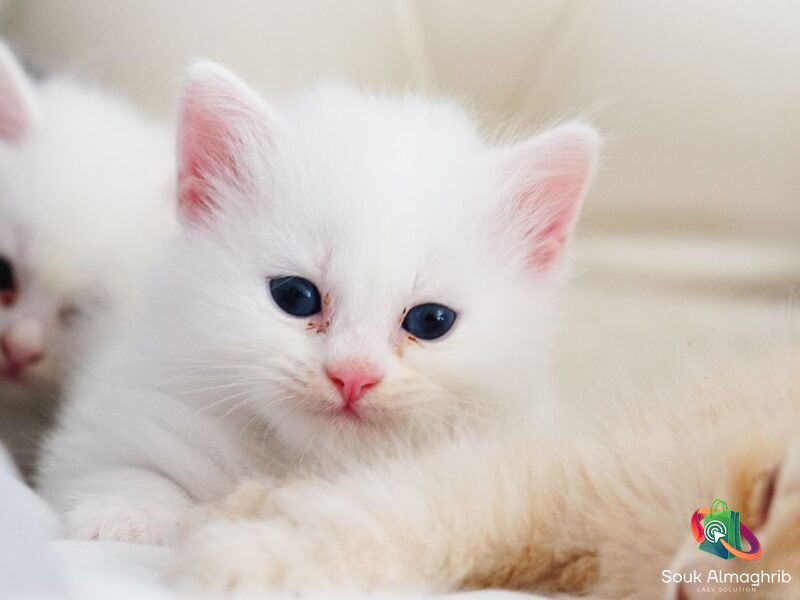 Un très joli chat angora - Annonce Animaux Maroc