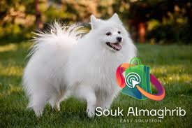 Des très beaux chiens spritz - Annonce au Maroc سوق المغرب