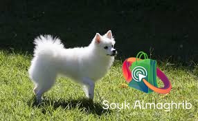 Des très beaux chiens spritz - Annonce au Maroc سوق المغرب