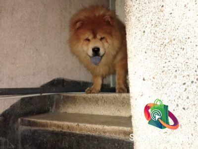 Male chow chow pure race 19mois - Annonce au Maroc سوق المغرب