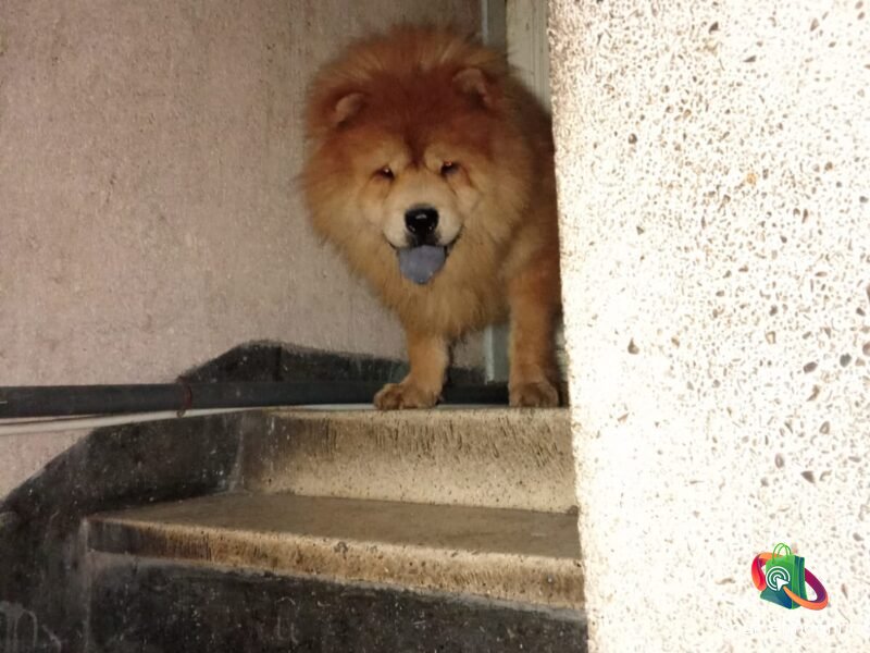 Male chow chow pure race 19mois - Annonce au Maroc سوق المغرب