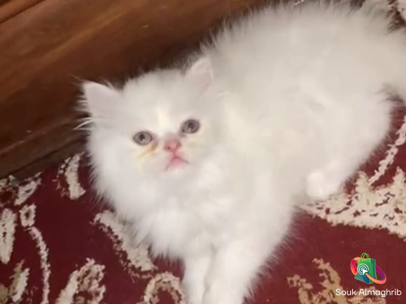 Chat persan - Annonce au Maroc سوق المغرب