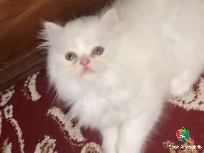 Chat persan -Annonce au Maroc سوق المغرب