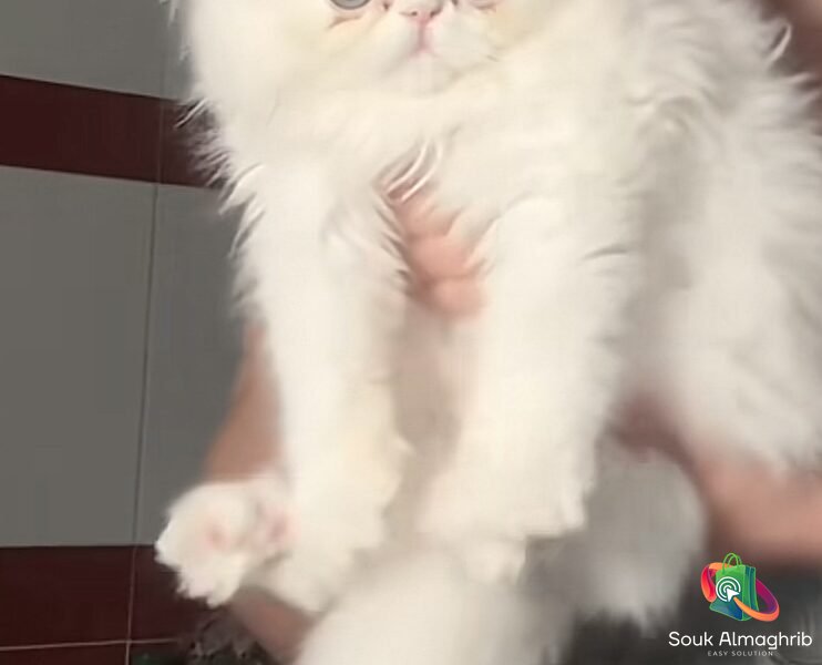 Chat persan - Annonce au Maroc سوق المغرب