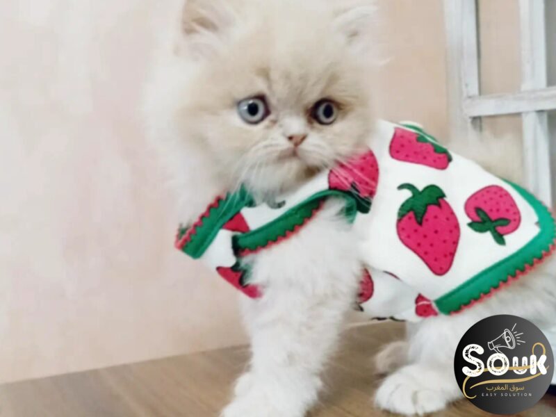 Persan chaton origine UA - Animaux Maroc