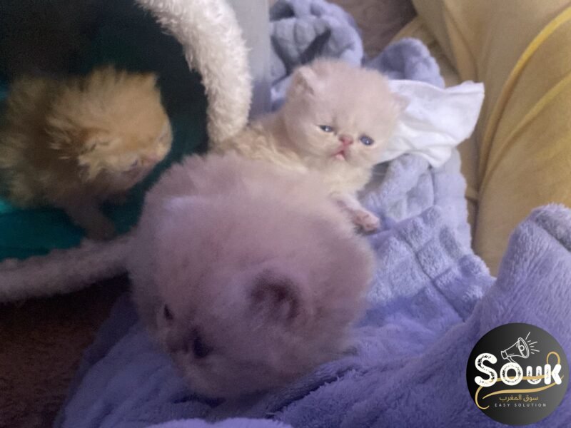 Pure race persan - Annonce Animaux Maroc