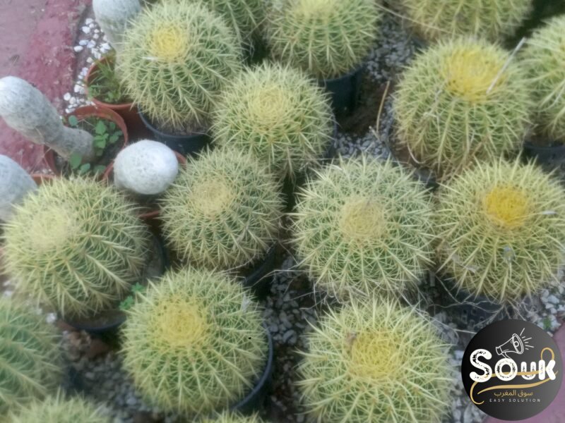 Conception et aménagements des espaces verts - سوق المغرب