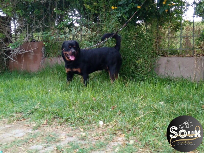 Rottweiler - Animaux Maroc