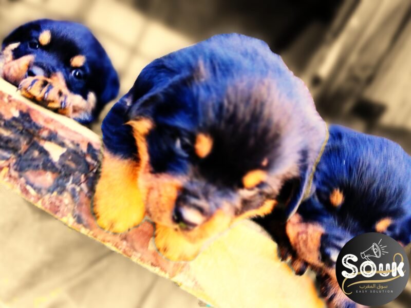 Rottweiler - Animaux Maroc