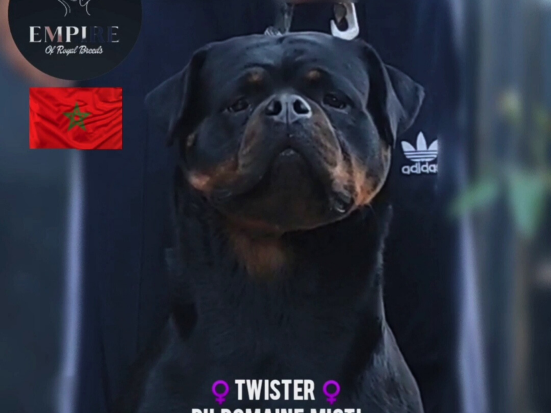 À vendre : Femelles Rottweiler avec pedigree - Animaux Maroc