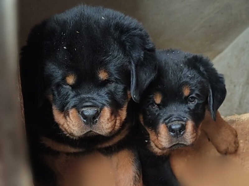 À vendre : Femelles Rottweiler avec pedigree - Animaux Maroc