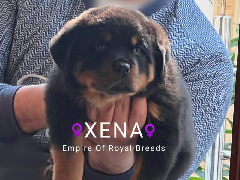 À vendre : Femelles Rottweiler avec pedigree - Animaux Maroc