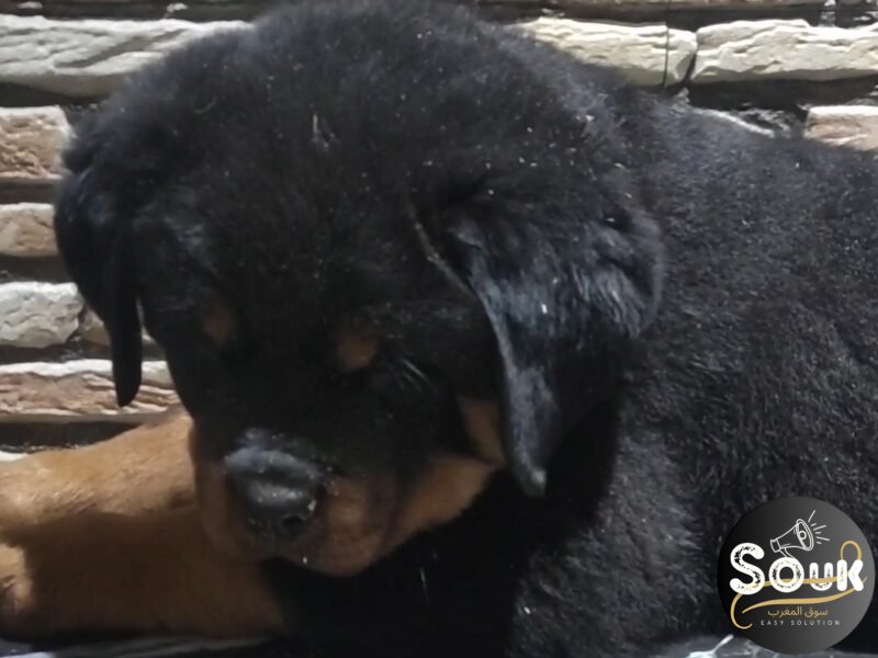 À vendre : Femelles Rottweiler avec pedigree - Animaux Maroc