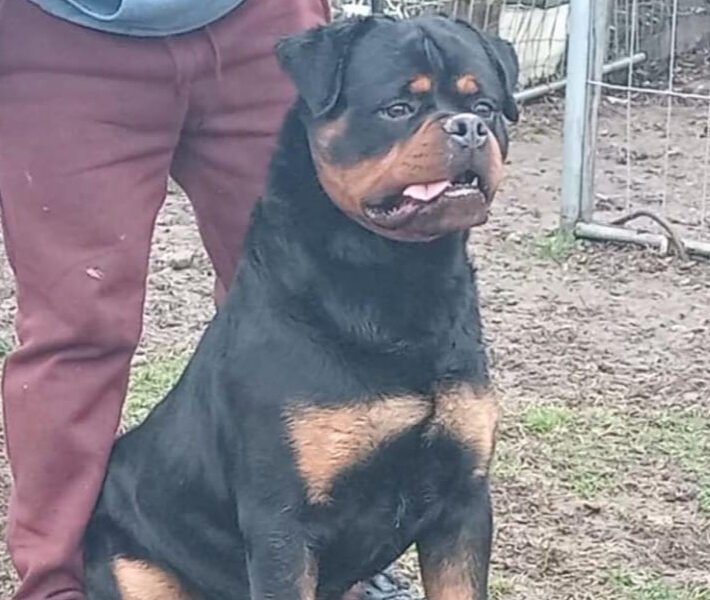 Exceptionnel Chiots Rottweiler pedigree importé - Animaux Maroc