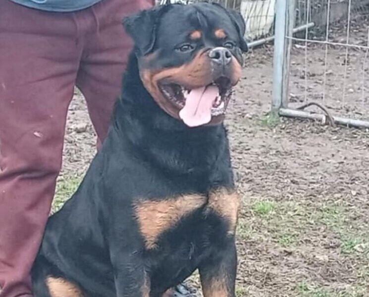 Exceptionnel Chiots Rottweiler pedigree importé - Animaux Maroc