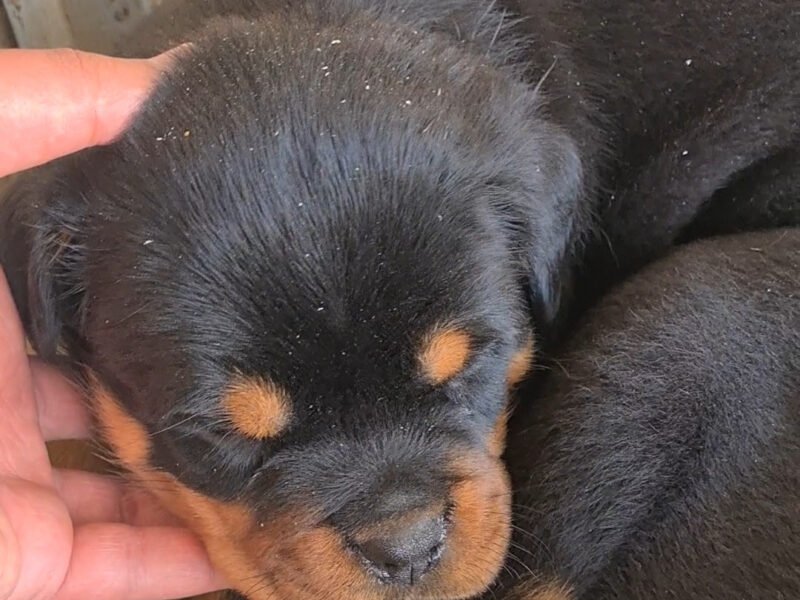 Exceptionnel Chiots Rottweiler pedigree importé - Animaux Maroc