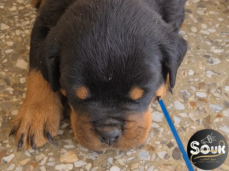 Exceptionnel Chiots Rottweiler pedigree importé - Animaux Maroc