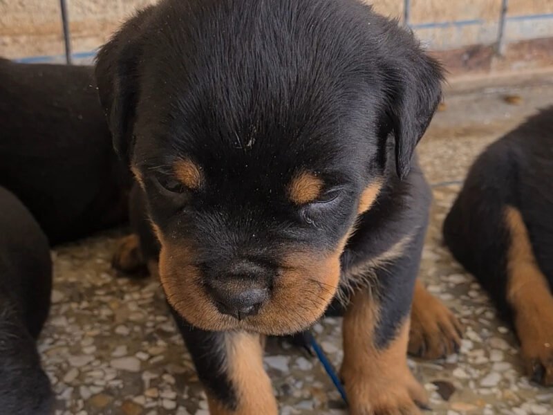 Exceptionnel Chiots Rottweiler pedigree importé - Animaux Maroc