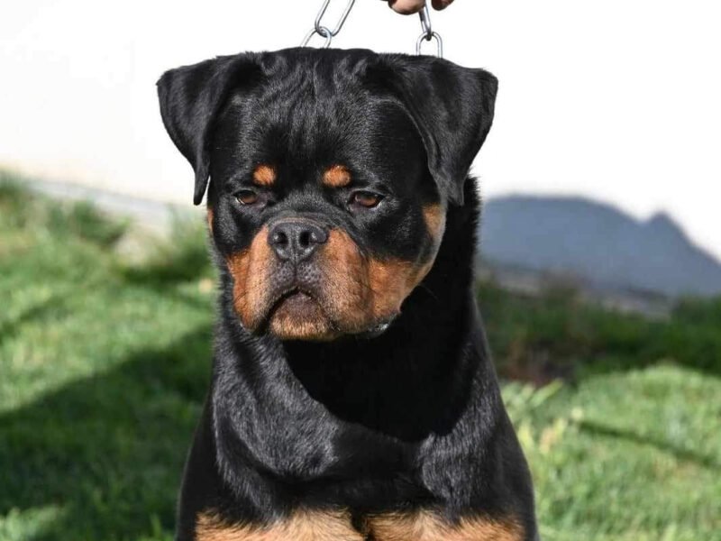 Exceptionnel Chiots Rottweiler pedigree importé - Animaux Maroc