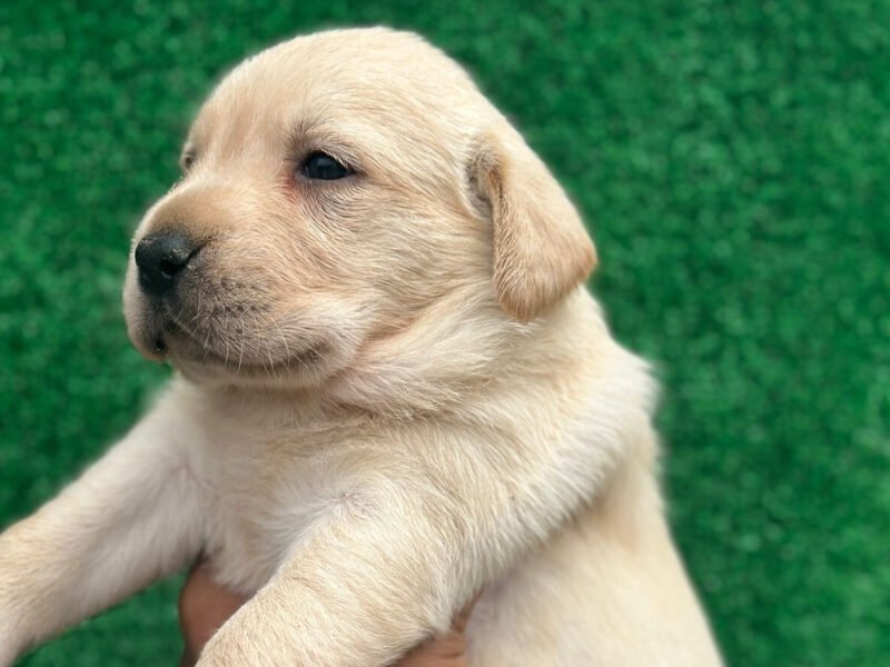 Très Beaux chiot labrador - Animaux Maroc