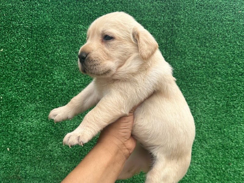 Très Beaux chiot labrador - Animaux Maroc