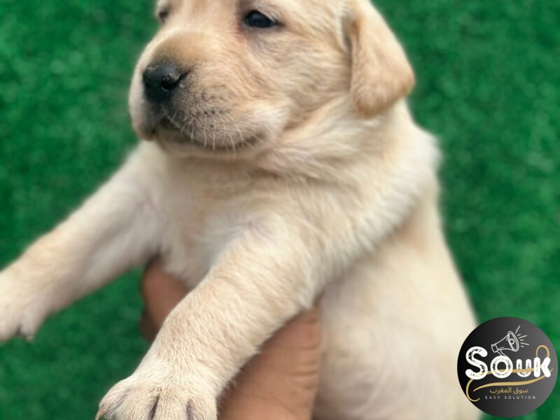Très Beaux chiot labrador - Animaux Maroc
