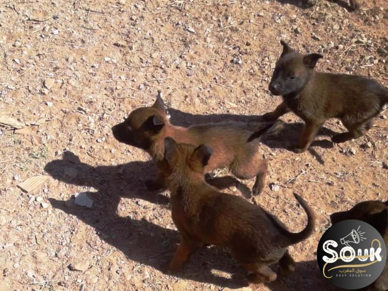 Malinois charbonné - Animaux Maroc