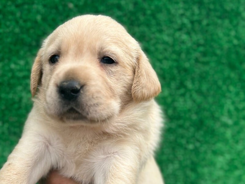 Très Beaux chiot labrador - Animaux Maroc