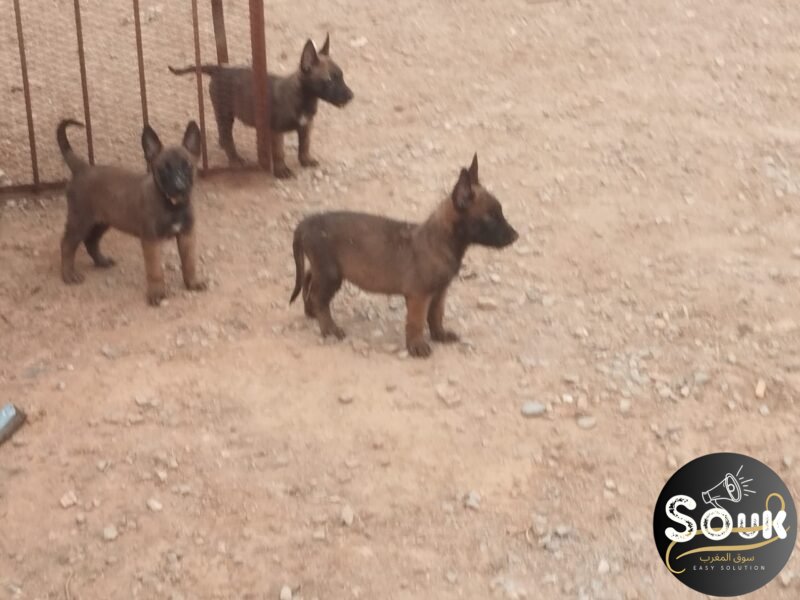 Malinois charbonné - Animaux Maroc