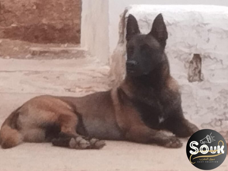 Malinois charbonné - Animaux Maroc