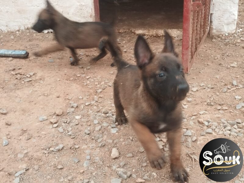 Malinois charbonné - Animaux Maroc