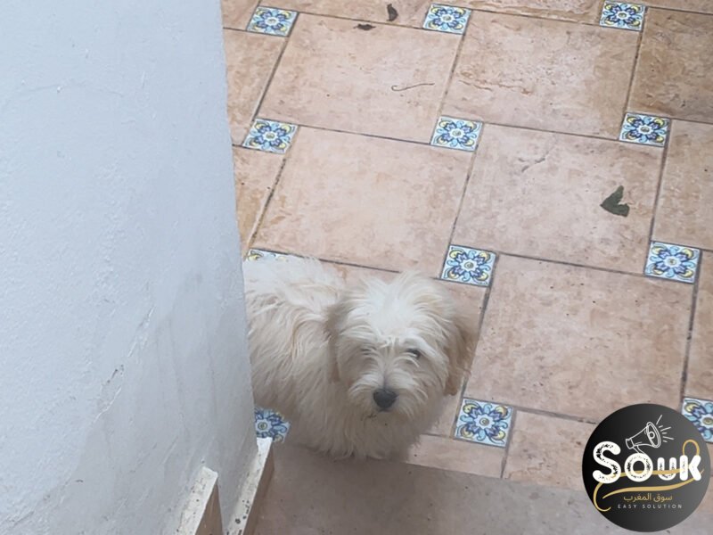 Caniche - Animaux Maroc