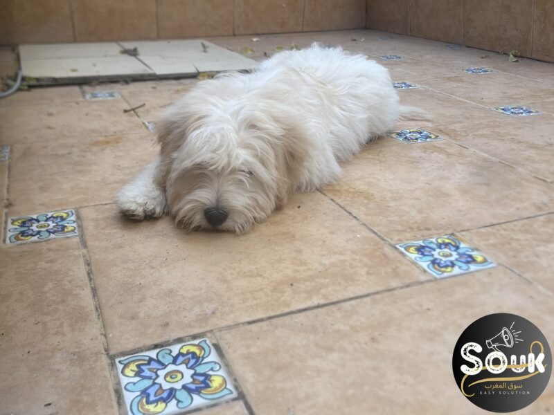 Caniche - Animaux Maroc
