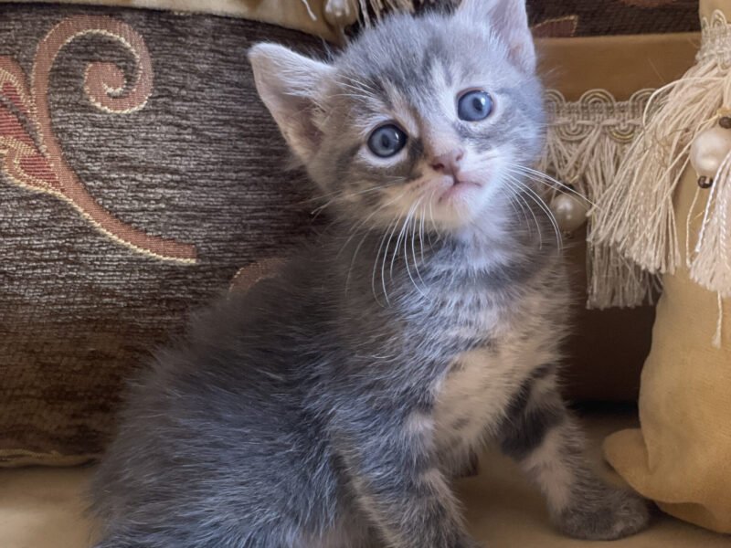 Un chat mâle et une chatte femelle - Animaux Maroc