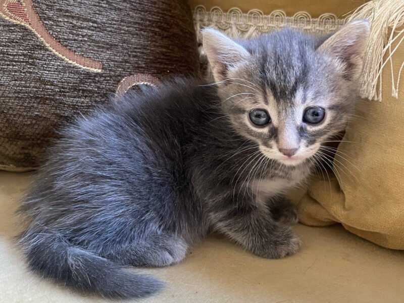 Un chat mâle et une chatte femelle - Animaux Maroc