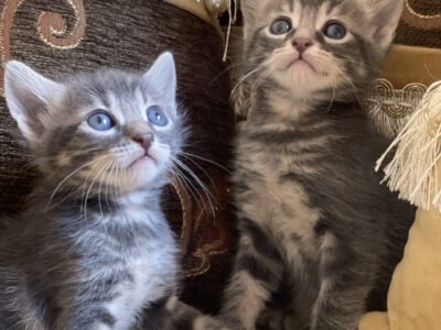 Un chat mâle et une chatte femelle - Animaux Maroc
