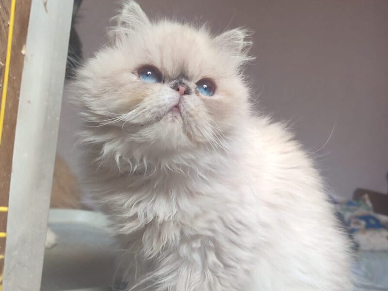 Femelle persan himalayenne - Animaux Maroc